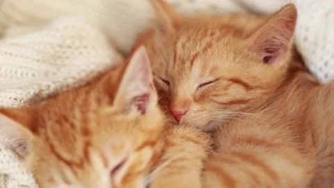 Two red kittens sleep on knitted white blanket. home pets, Video stock 139230200