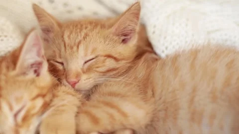 Two red kittens sleep on knitted white blanket. home pets, Video stock 139230313