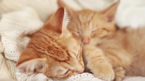 Two red kittens sleep on knitted white blanket. home pets, Video stock 139230466