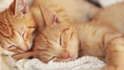 Two red kittens sleep on knitted white blanket. home pets, Stock Footage 139230552