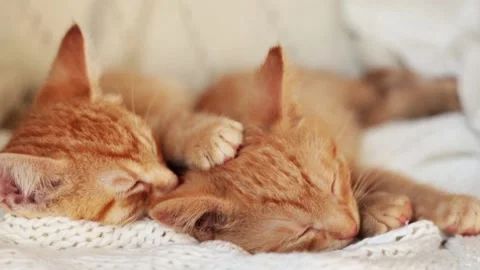 Two red kittens sleep on knitted white blanket. home pets, Video stock 139230585