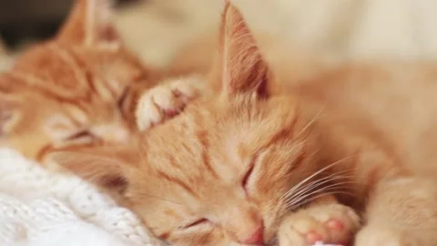 Two red kittens sleep on knitted white blanket. home pets, Video stock 139230631