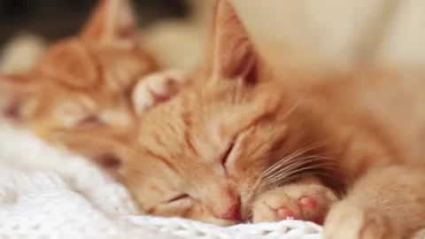 Two red kittens sleep on knitted white blanket. home pets, Video stock 139230651