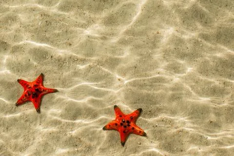 Two Red-Knobbed Starfish on Sandy Tropical Beach Stock-Fotos