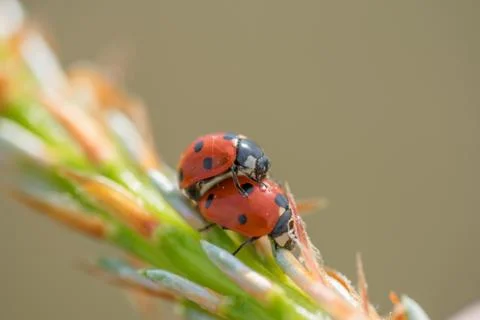 Two red ladybugs (Coccinellidae) mating on pine tree macro Stock Photos