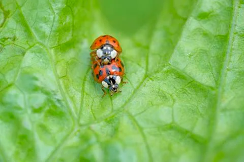 Two red ladybugs mating on a green leaf Фото