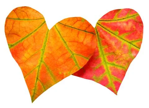 Two red leaf in the form of heart isolated on white background. Maple autum.. 스톡 사진