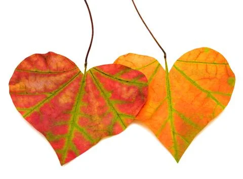 Two red leaf in the form of heart Stock Photos