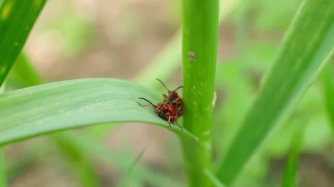 Two red lily beetles mating on garlic plant in garden. Lilioceris merdigera Stock Footage 337309550