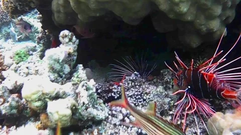 Two Red Lionfish Facing Each Other with Red Sea Star Between Them, Red Sea, Egyp Stock Footage 340542723