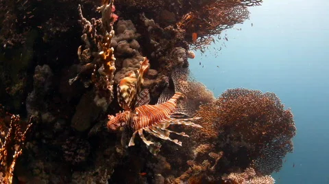 Two red lionfish Stock Footage 538040