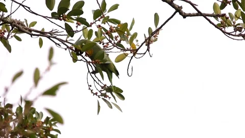 Two Red-lored amazon feeding on weka tree branches Stock-Footage 139101426