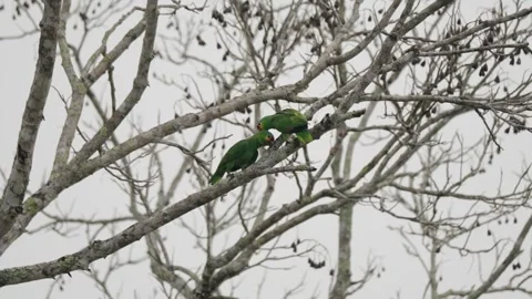 Two Red-lored Amazon parrots perch on leafless branches in Tikal, Guatemala Stock Footage 309617706