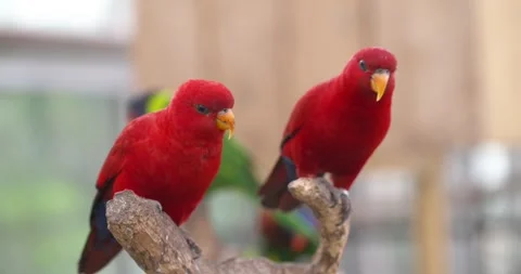 Two Red Lory Parrots Perch On Branch Looking Around Curiously 스톡 동영상 339740789
