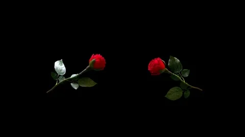 Two Red Love Rose Come Close Touch and Break Up Slow Motion green screen 4k Video stock 86978833