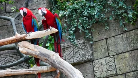 Two red macaw parrots are sitting on a branch. 動画素材 154309732