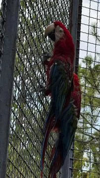 Two Red Macaw Parrots in a Cage Stock Photos