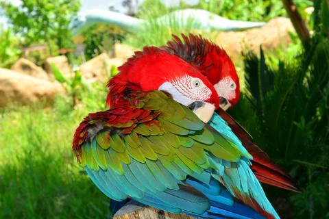 Two red macaw parrots on one branch 스톡 사진