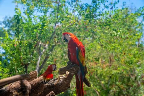 Two red macaw parrots perching on tree bark in Xcaret ecotourism park Stock Photos