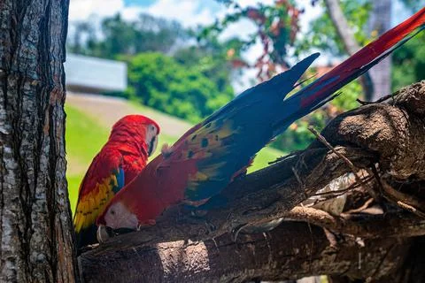 Two red macaw parrots perching on tree bark in Xcaret ecotourism park 스톡 사진