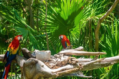 Two red macaw parrots perching on tree bark in Xcaret ecotourism park 스톡 사진