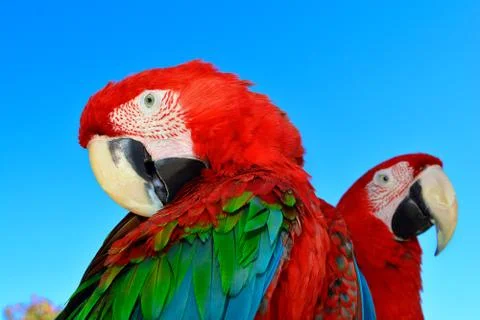 Two red macaw parrots 스톡 사진
