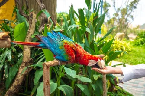 Two Red macaws parrot sitting on a tree and eat with hands Stock Photos