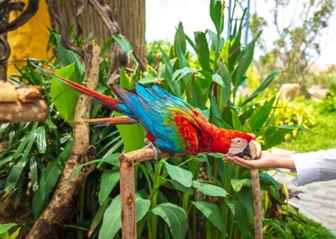 Two Red macaws parrot sitting on a tree and eat with hands Stock Photos