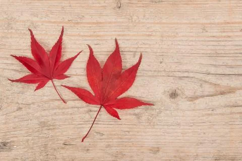 Two red maple leaves on a white washed scaffolding wooden planks background Stock Photos