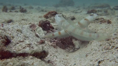 Two Red Margin Goby fish work together to protect the burrow they share Video stock 115096325