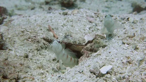 Two red margin shrimp goby fish stand on guard at their burrow watching Video stock 103193663