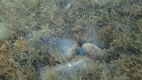 Two red mullets search feed on stony seabed Stock Footage 161629208