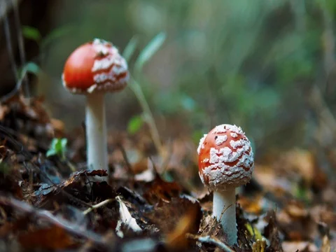 Two red mushroom in the autumn forest among the trees and branches. 4k UHD video Stock Footage 80924568