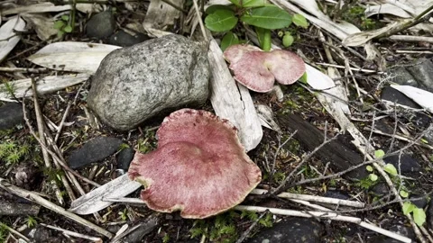 Two Red Mushrooms on Damp Ground Stock Footage 328452139