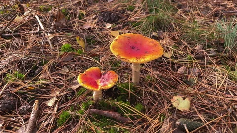 Two red mushrooms in the forest at fall. Stock Footage 212519315