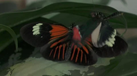 Two Red Orange Black White Butterflies Stock Footage 68941196