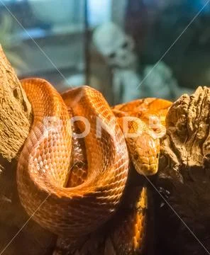Two red orange corn rat snakes together on a branch with a human skeleton in Stock Photos