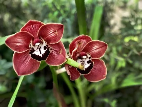 Two red orchids in the garden, close up Stock Photos