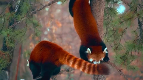 Two red pandas climbing and balancing on pine tree branches in a forest Stock Footage 340118388