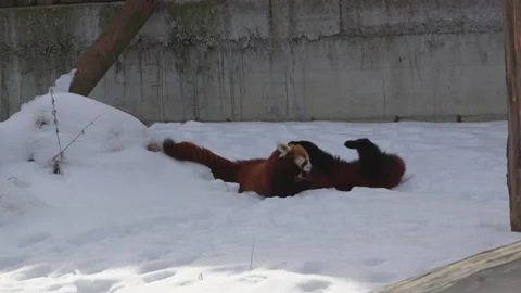 Two red pandas jumping and playing on snow Vidéo 176930127