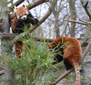 Two red pandas Stock Photos