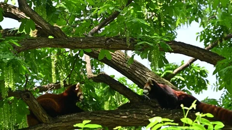 Two red pandas stare at each on the tree branch in sunny day Stock Footage 336904462