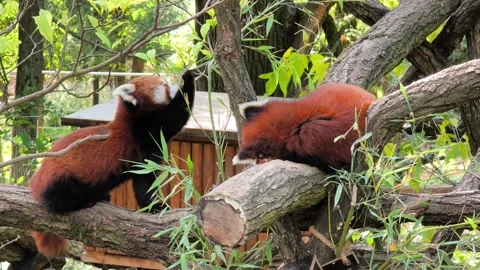 Two red pandas on tree branch eating bamboo Stockbeeldmateriaal 347521657
