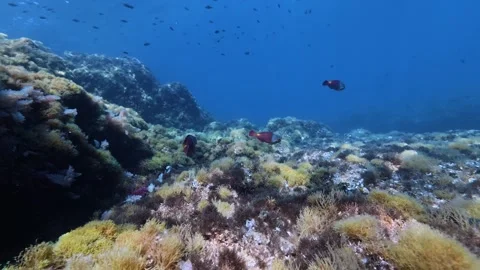 Two red parrot fish in a Mediterranean reef - Majorca underwater Stock Footage 337845756