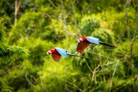 Two red parrots in flight. Macaw flying, green vegetation in background. Red  Stock Photos