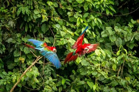 Two red parrots in flight. Macaw flying, green vegetation in background. Red  Stock Photos