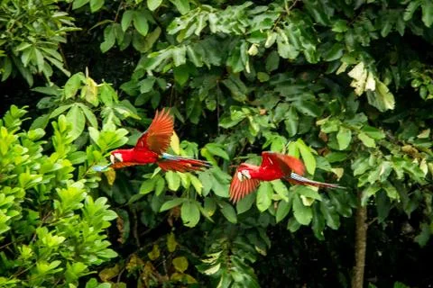 Two red parrots in flight. Macaw flying, green vegetation in background. Red  Stock Photos