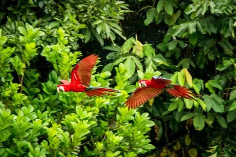 Two red parrots in flight. Macaw flying, green vegetation in background. Red  Stock Photos