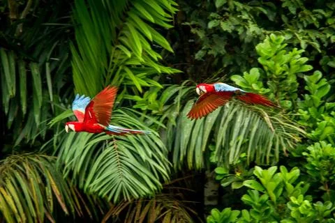 Two red parrots in flight. Macaw flying, green vegetation in background. Red  Stock Photos