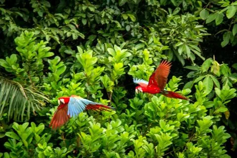 Two red parrots in flight. Macaw flying, green vegetation in background. Red  Stock Photos